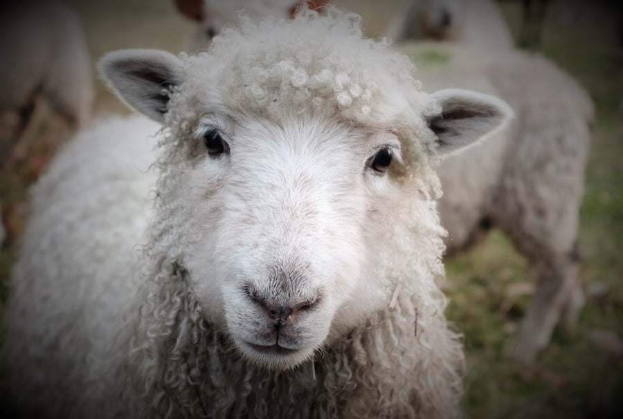 Why Wool?