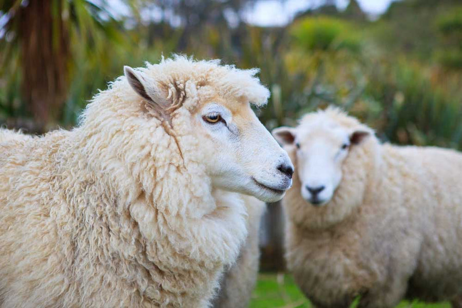 Wool Breed Series: Part 1 - Merino Wool Roving (King of the Sheep)